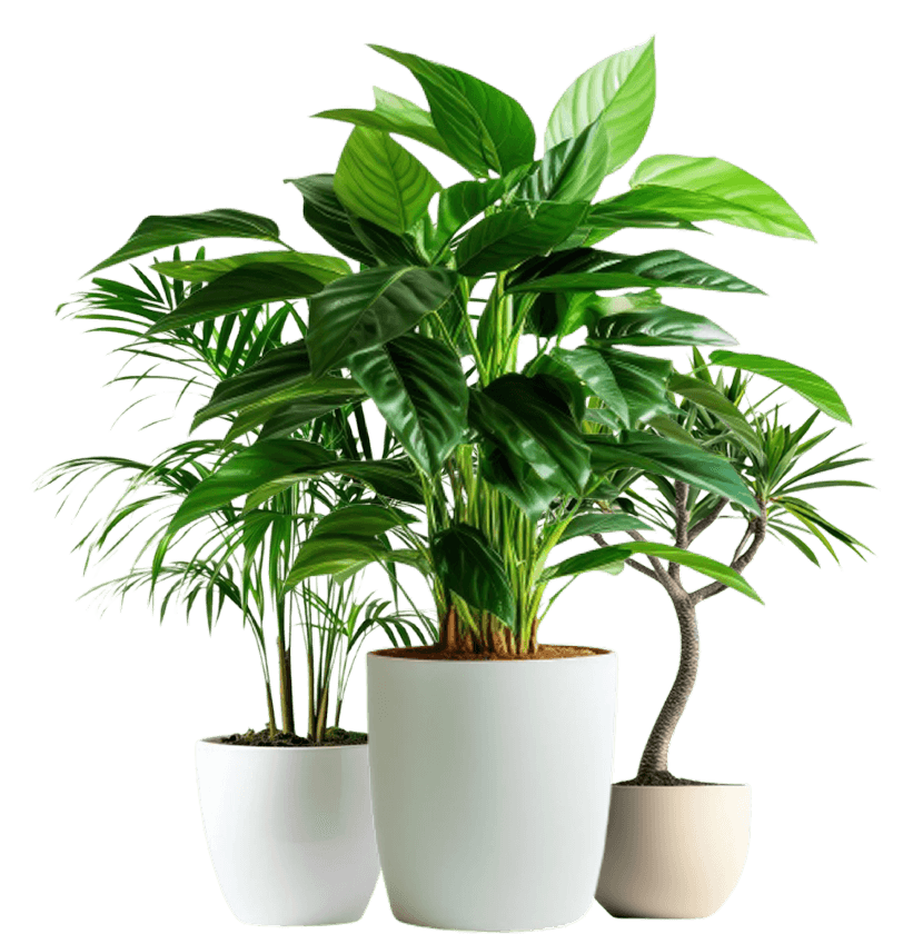 Potted plants for corporate green programs